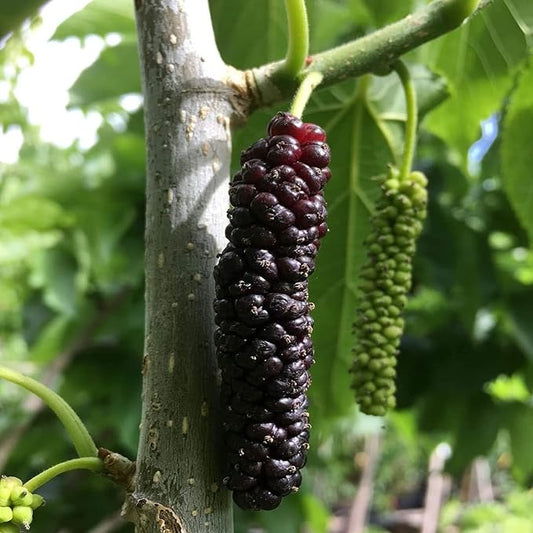 Pakistan Long Mulberry Tree – Morus macroura – 1' Bare Root Live Plant, Rare Sweet Fruit Variety, Hardy & Fast Growing
