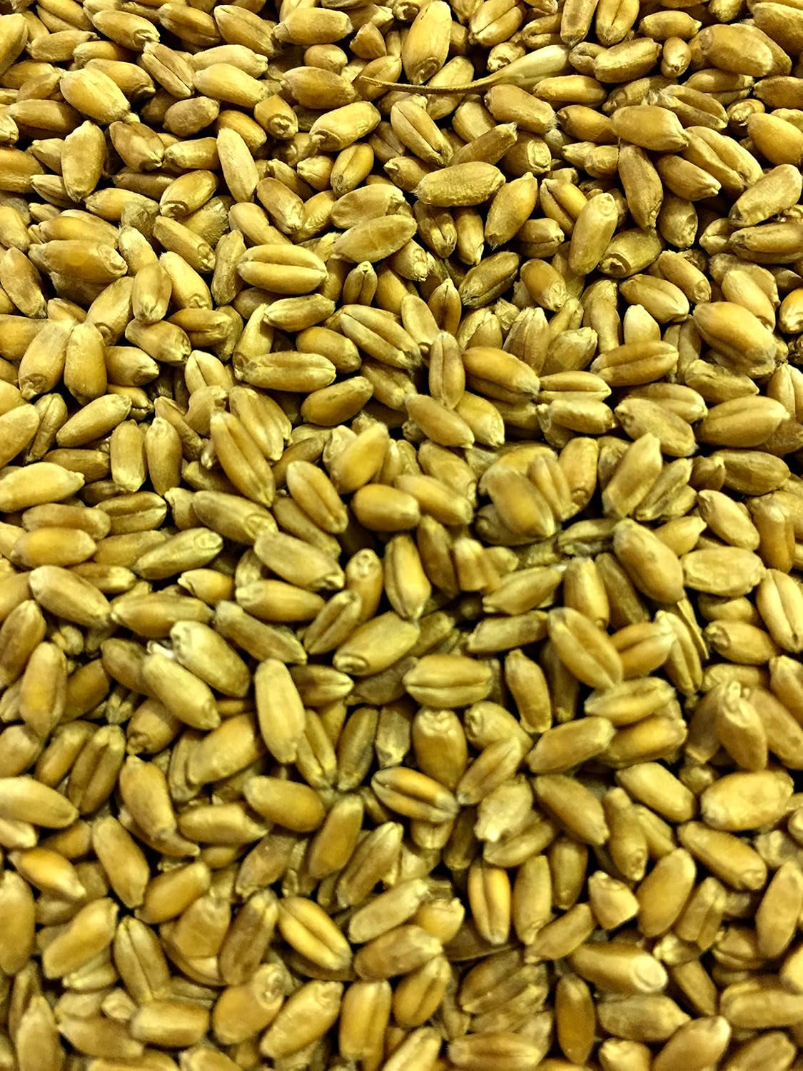 Wheat Seed, Glysophate Free, Non GMO, Wheatgrass, Hard Red Winter Wheat Berries (5Lbs)
