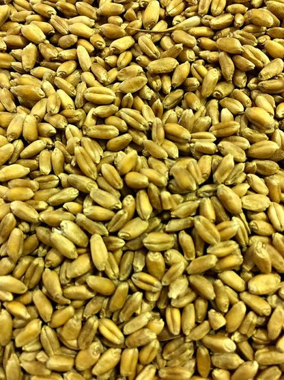 Wheat Seed, Glysophate Free, Non GMO, Wheatgrass, Hard Red Winter Wheat Berries (5Lbs)