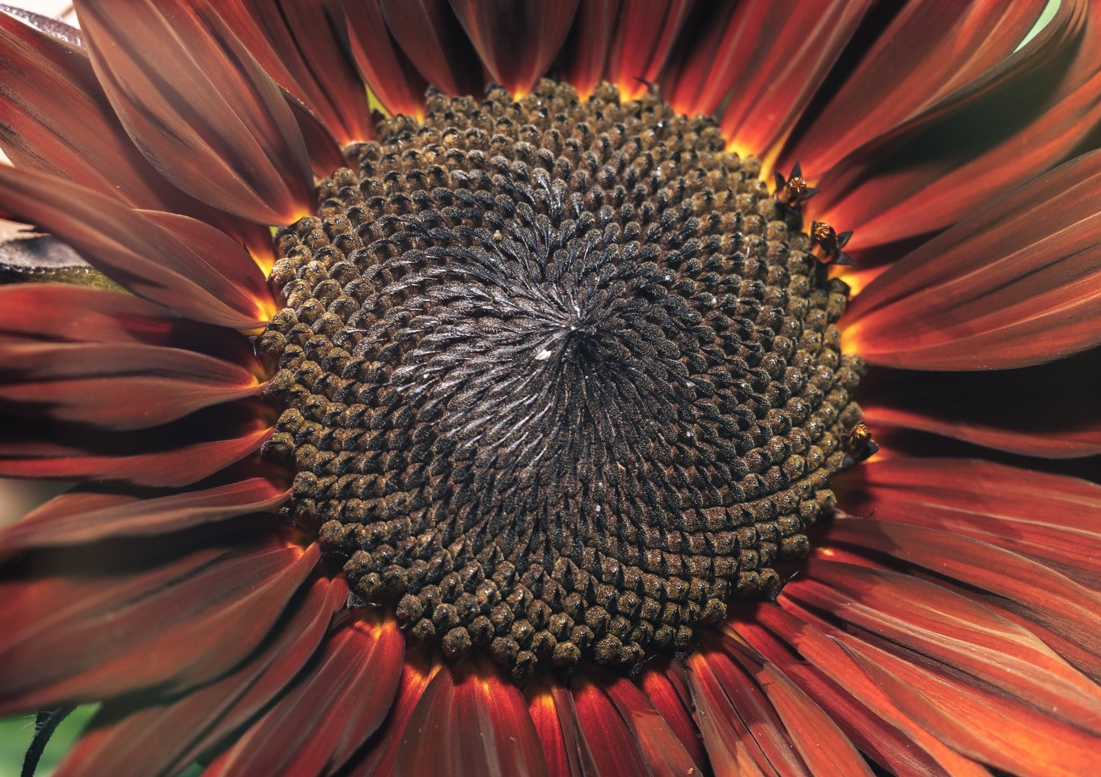 Purple Sunflower Seeds for Planting - Vibrant Heirloom Rare, Chocolate Cherry
