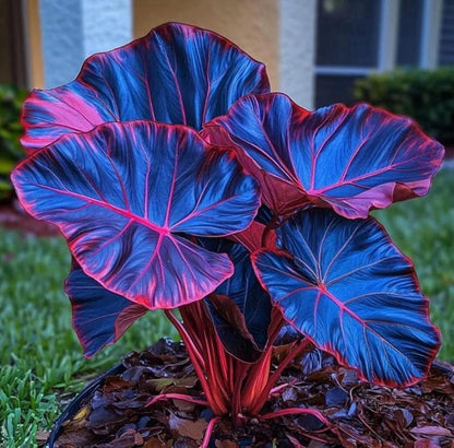 Hosta Seeds - 100+ Pink Blue Hosta Plants Seeds for Planting Outdoor