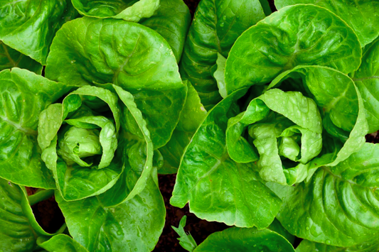 Little Gem Butterhead Lettuce Seeds - 1200+ Non-GMO Vegetable Garden Seeds - Lactuca sativa - USA Grown