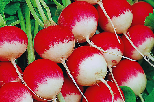 Sparkler Radish Seeds 300+ Non-GMO Heirloom Fresh Garden Seeds Raphanus sativus