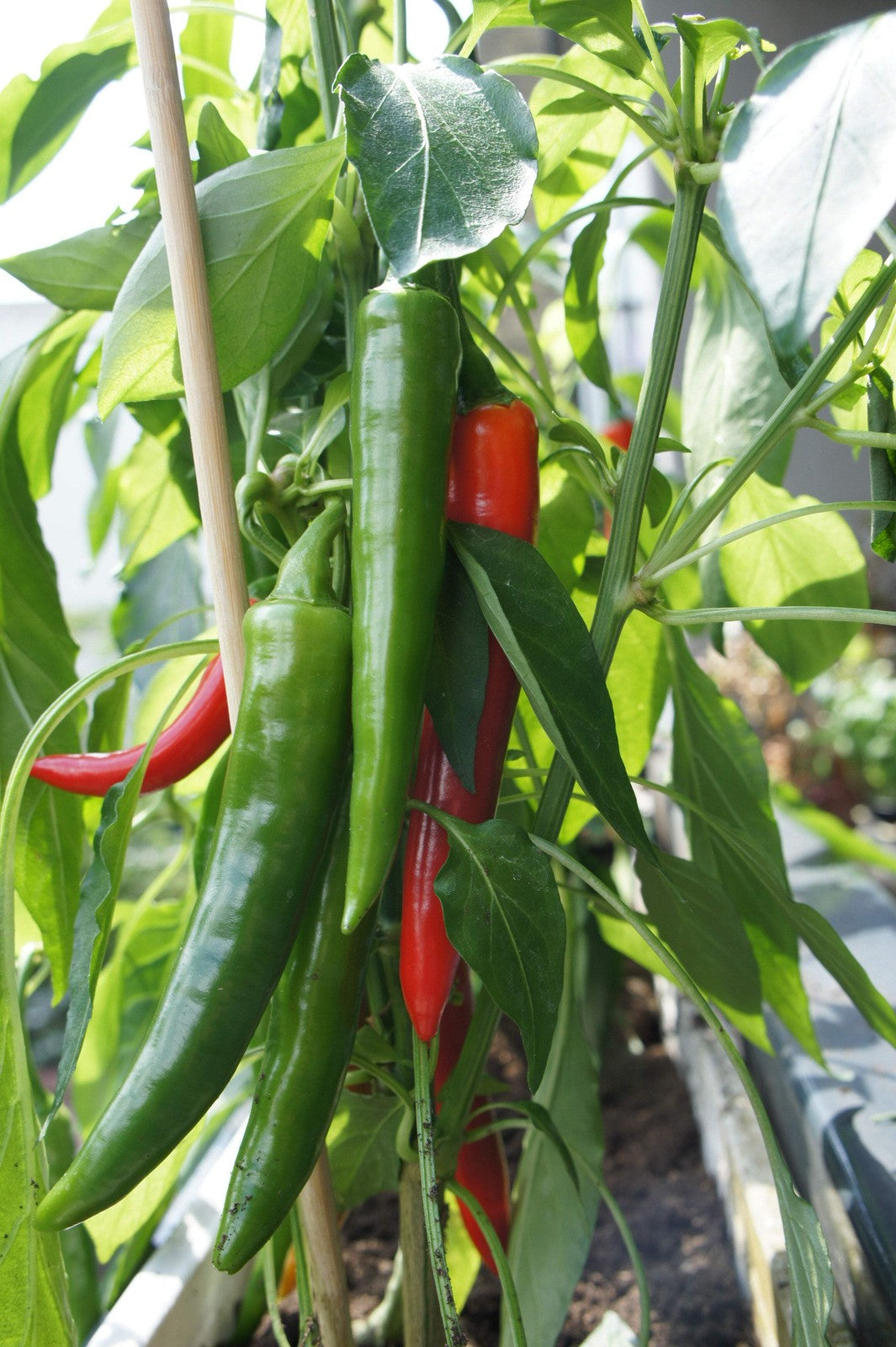 25 Organic KOREAN Dark GREEN PEPPER Lady Han Hot Chili Long Red Capsicum Seeds