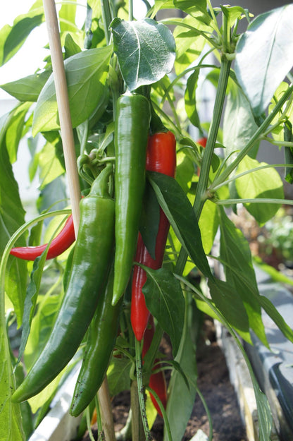25 Organic KOREAN Dark GREEN PEPPER Lady Han Hot Chili Long Red Capsicum Seeds