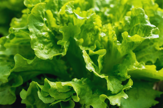 Salad Bowl Lettuce Seeds - 2000+ Non-GMO Vegetable Garden Seeds - Ideal for Home Gardening (Lactuca sativa)