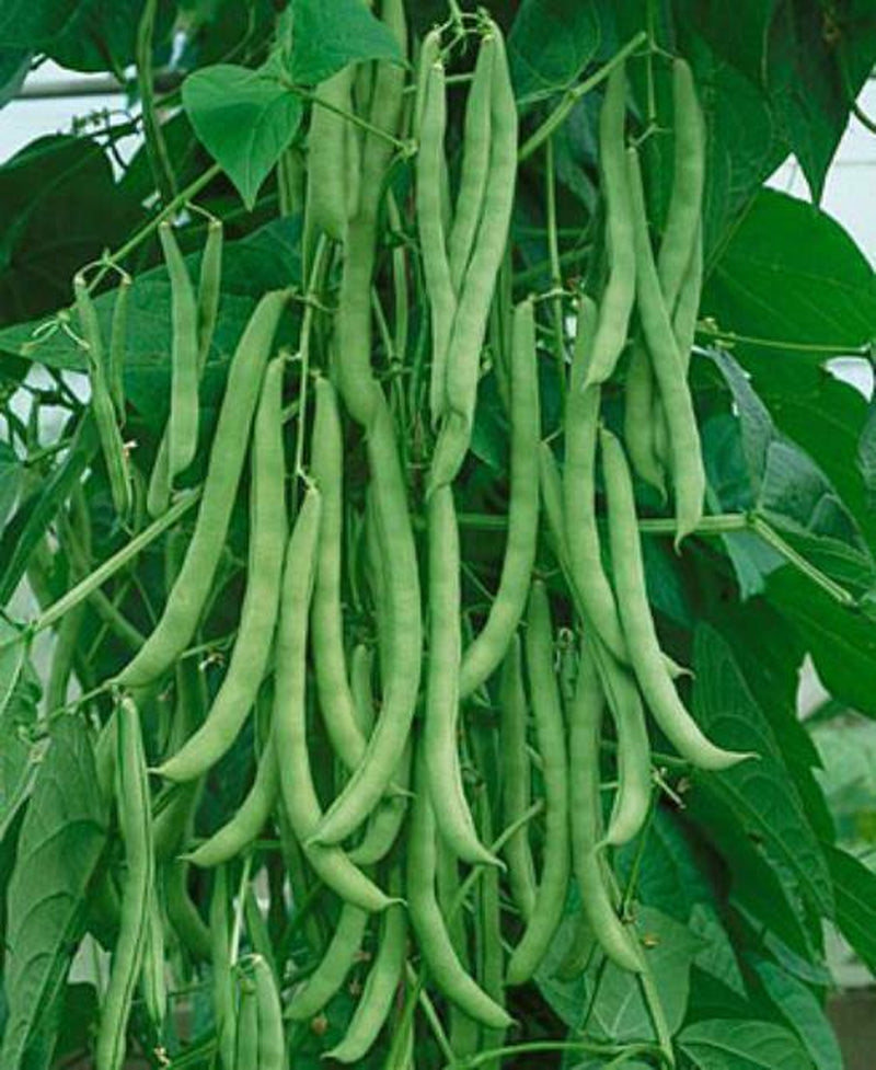 Kentucky Wonder Pole Bean Seed , 1/2 Lb., Heirloom, Open Pollinated, USA Grown