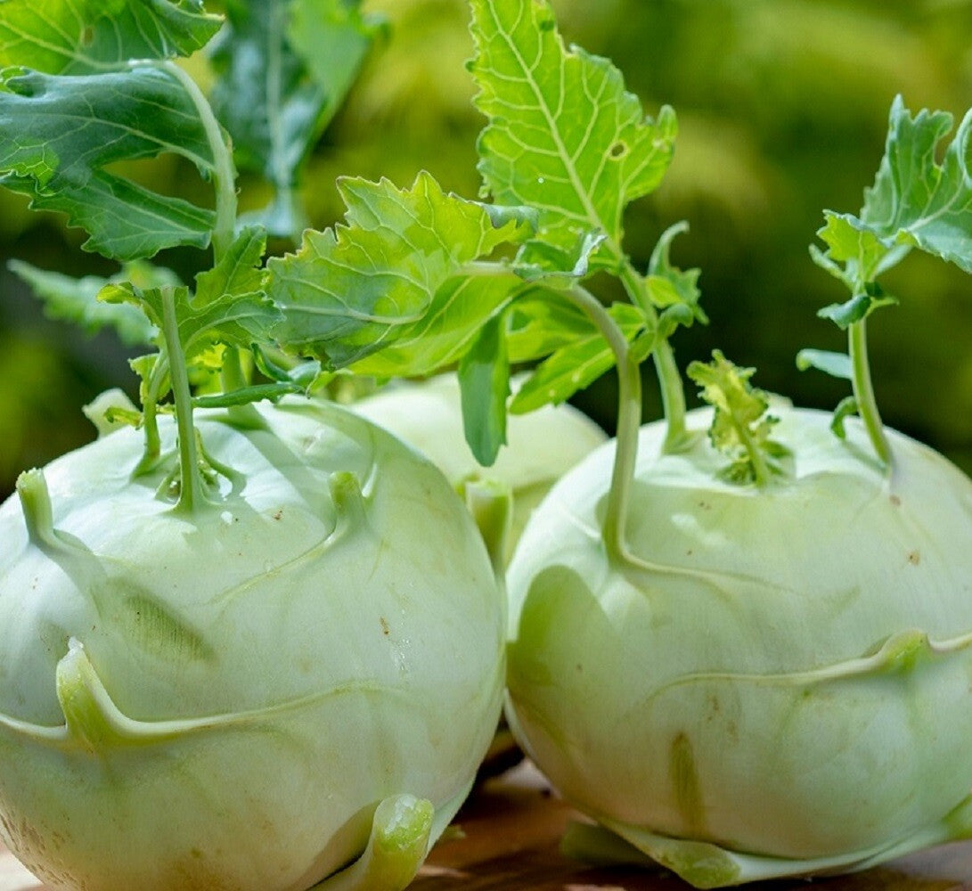 Giant White Kohlrabi Seeds | Heirloom | Non-Gmo | Fresh Garden Seeds