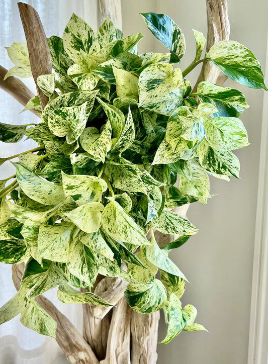 3 Snow Queen Pothos Cuttings – Epipremnum aureum Unrooted Variegated Indoor Vine | Easy Houseplant Starter for Propagation
