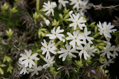 Snowflake Creeping Phlox Seeds - 100 White Ground Cover Seeds - USA Grown -  - Drought Tolerant - Butterfly Garden - Perennial