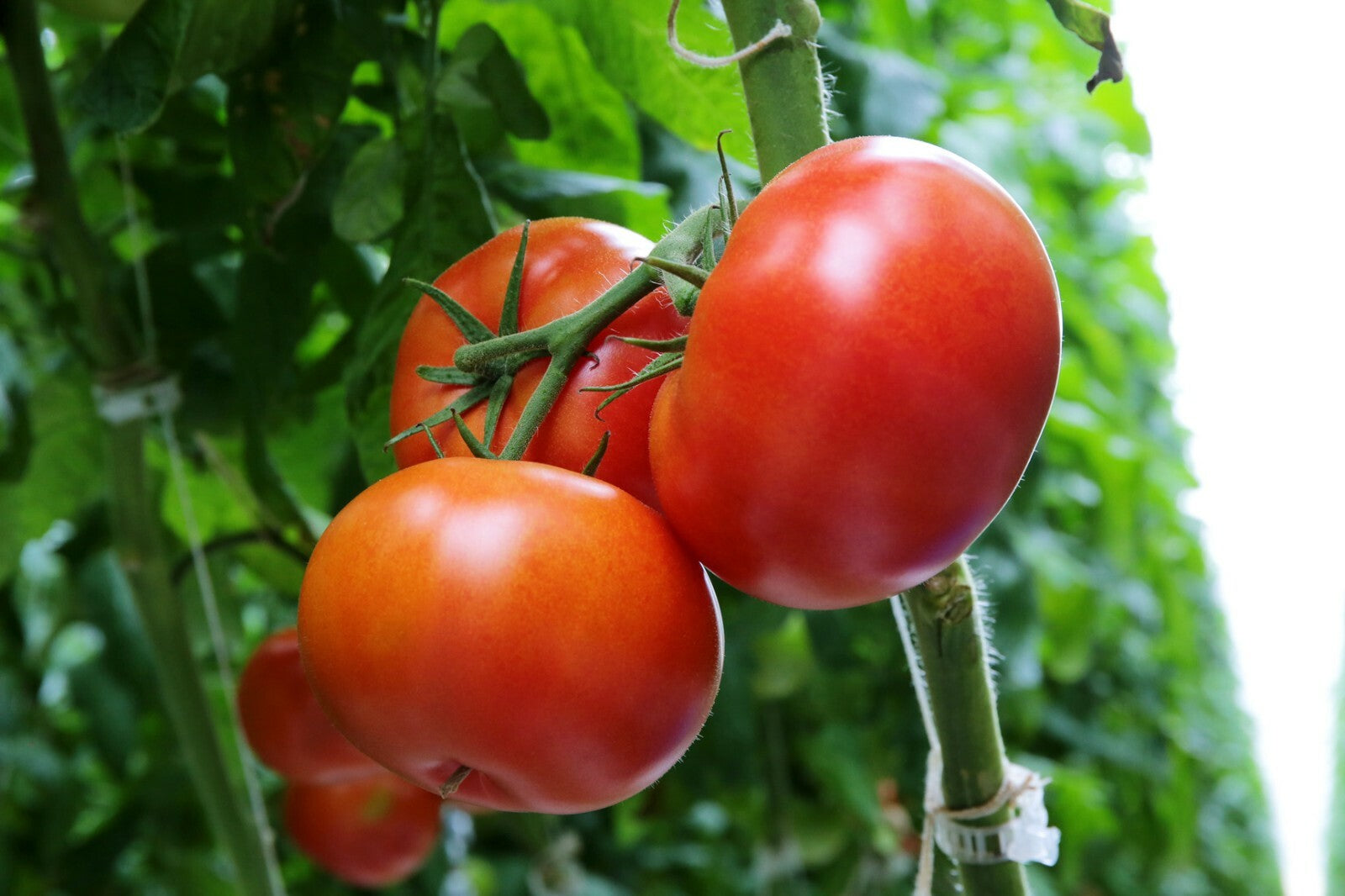 100+ Beefsteak Heirloom Tomato Seeds | Non-Gmo Vegetable Seeds USA