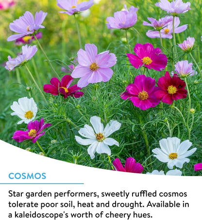 Burpee Wildflower 25,000 Bulk, 1 Bag, 18 Varieties of Non-Gmo Flower Seeds Polli