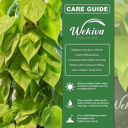 Lemon Philodendron and Soil Mix Combo -Live Plant in a 4 In. Pot with 1 Quart Houseplant Soil Mix
