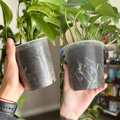 Houseplant Soil – 4 Quart 3-Pack