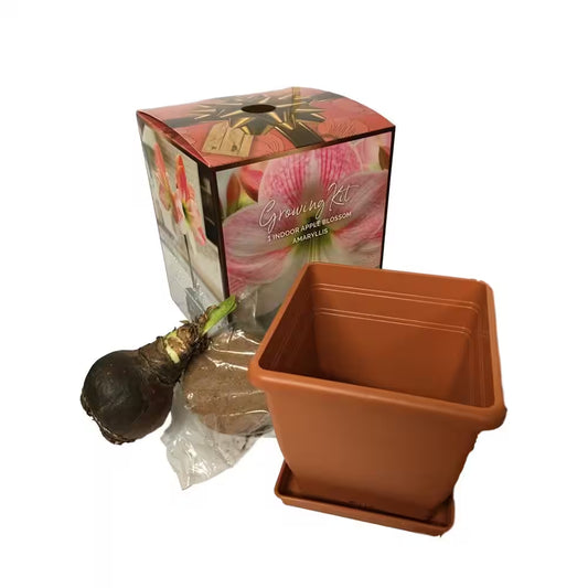 Apple Blossom Amaryllis Planting Box Kit