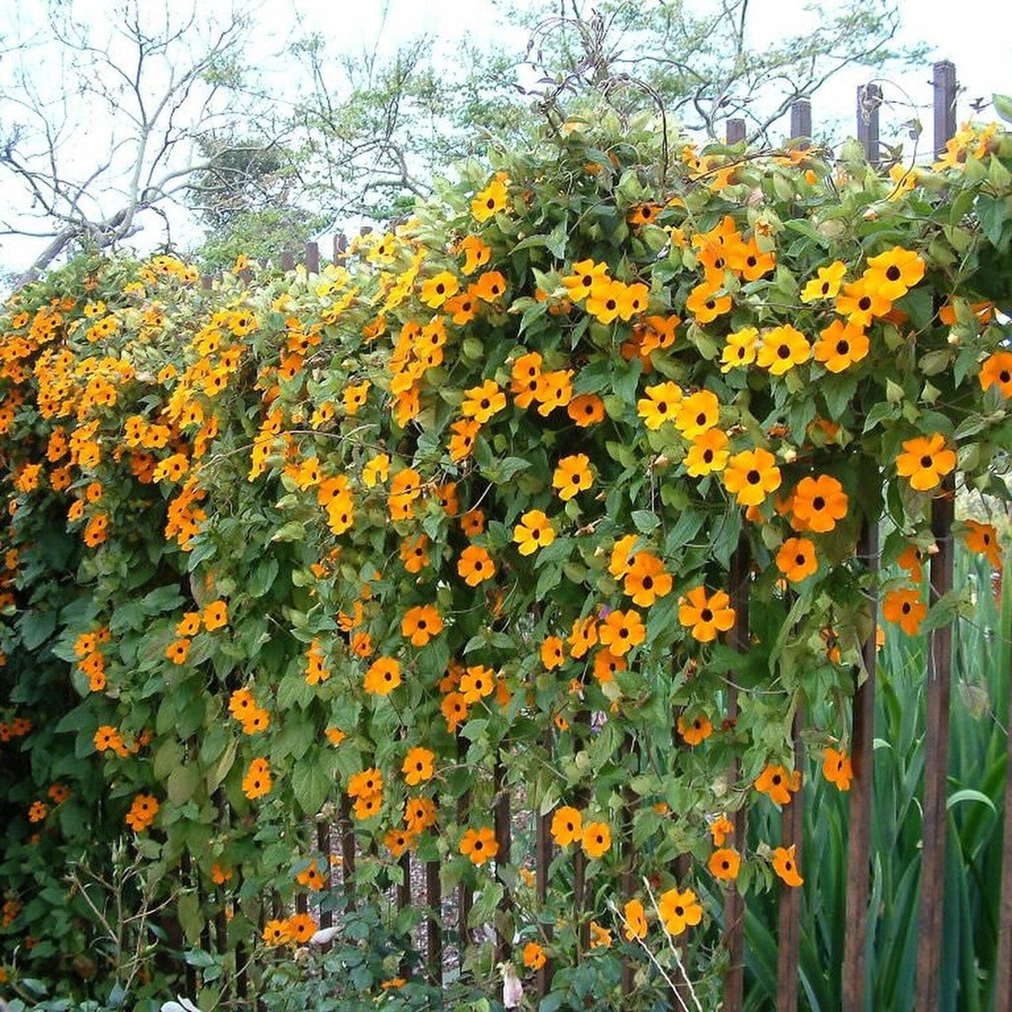 30 BLACK EYED SUSAN VINE Thunbergia Alata Flower Seeds *Flat S/H