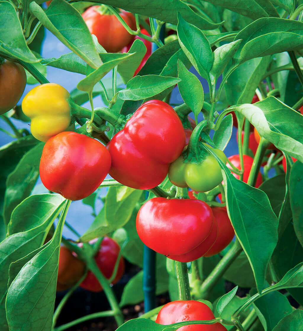 Pimento Sweet Mild Pepper Seeds | Non-Gmo | Heirloom | Fresh Garden Seeds USA