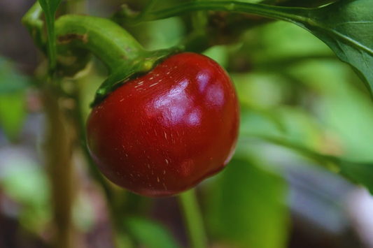 Sweet Red Cherry Pepper Seeds | 40+ Non-GMO Garden Seeds | Capsicum annuum