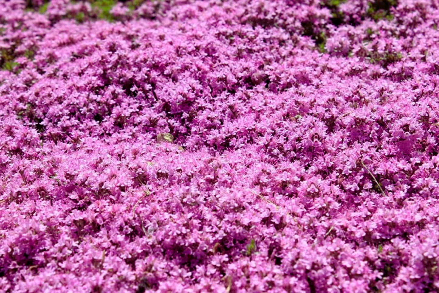Creeping Thyme 500 Seeds | Bulk Non-GMO Pink Groundcover Seeds | Thymus serpyllum