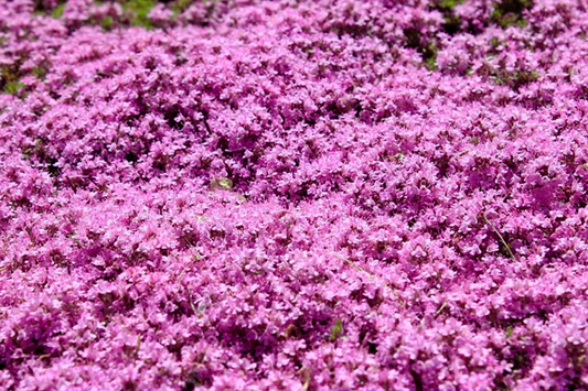 Creeping Thyme 500 Seeds | Bulk Non-GMO Pink Groundcover Seeds | Thymus serpyllum