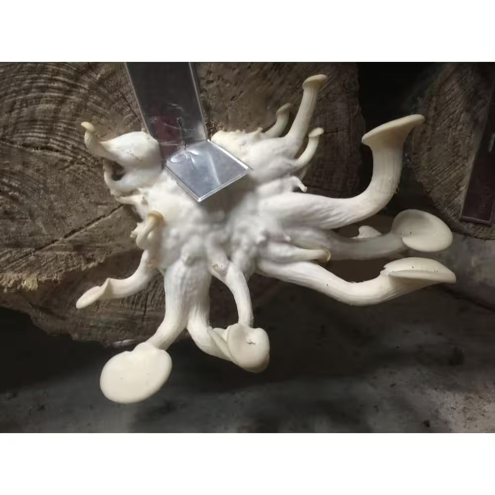 12 In. Oyster Mushroom Log