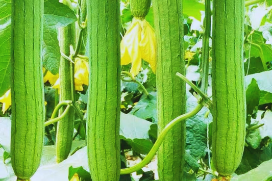Luffa Gourd Seeds | 25+ Non-GMO Heirloom Garden Seeds | Natural Bath Sponge | Luffa aegyptiaca