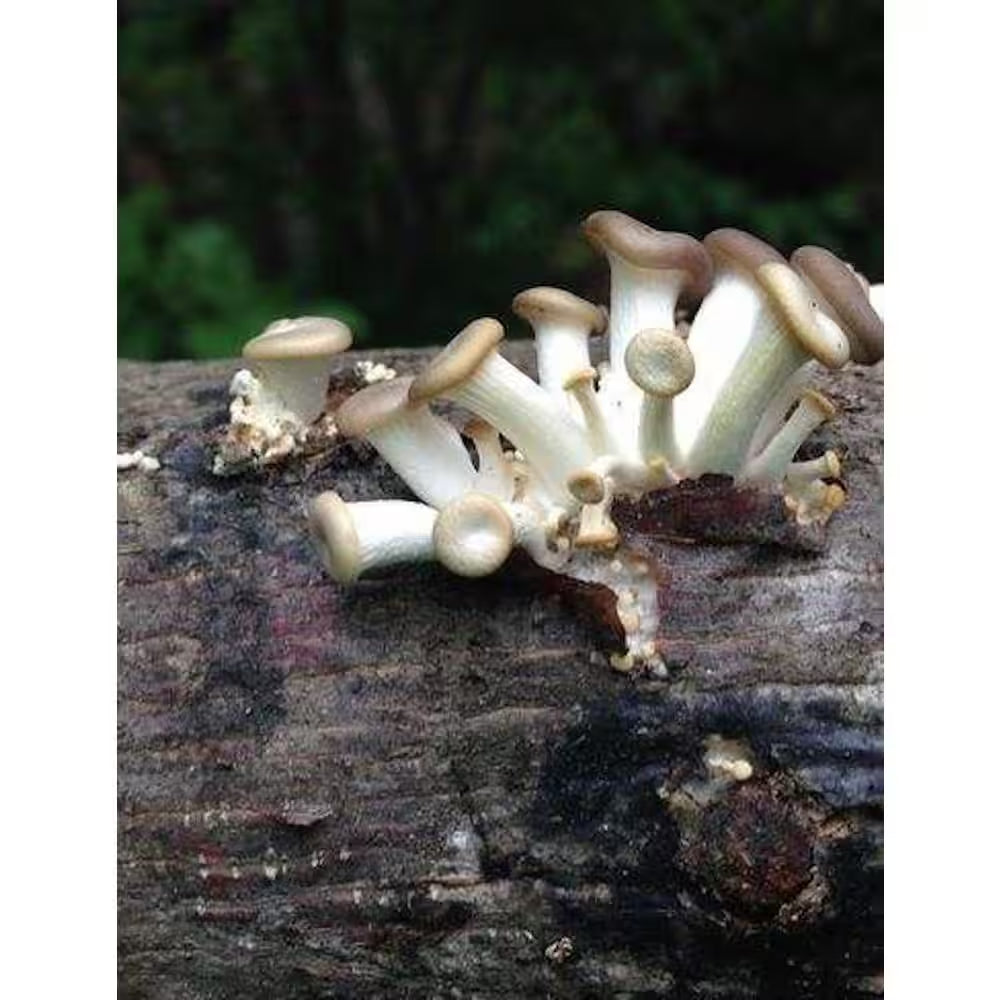 12 In. Oyster Mushroom Log