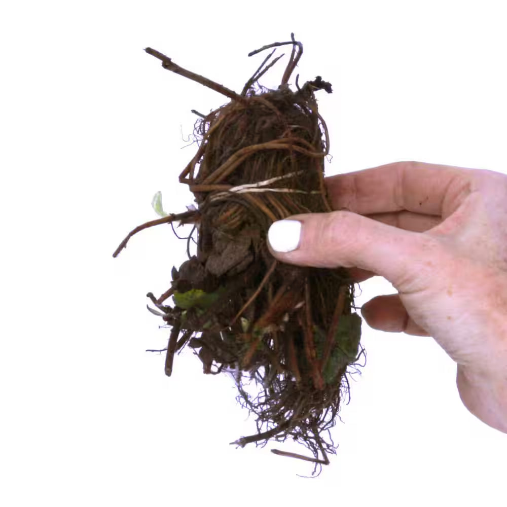 Dayneutral Strawberries Albion (Set of 20) Plant Roots