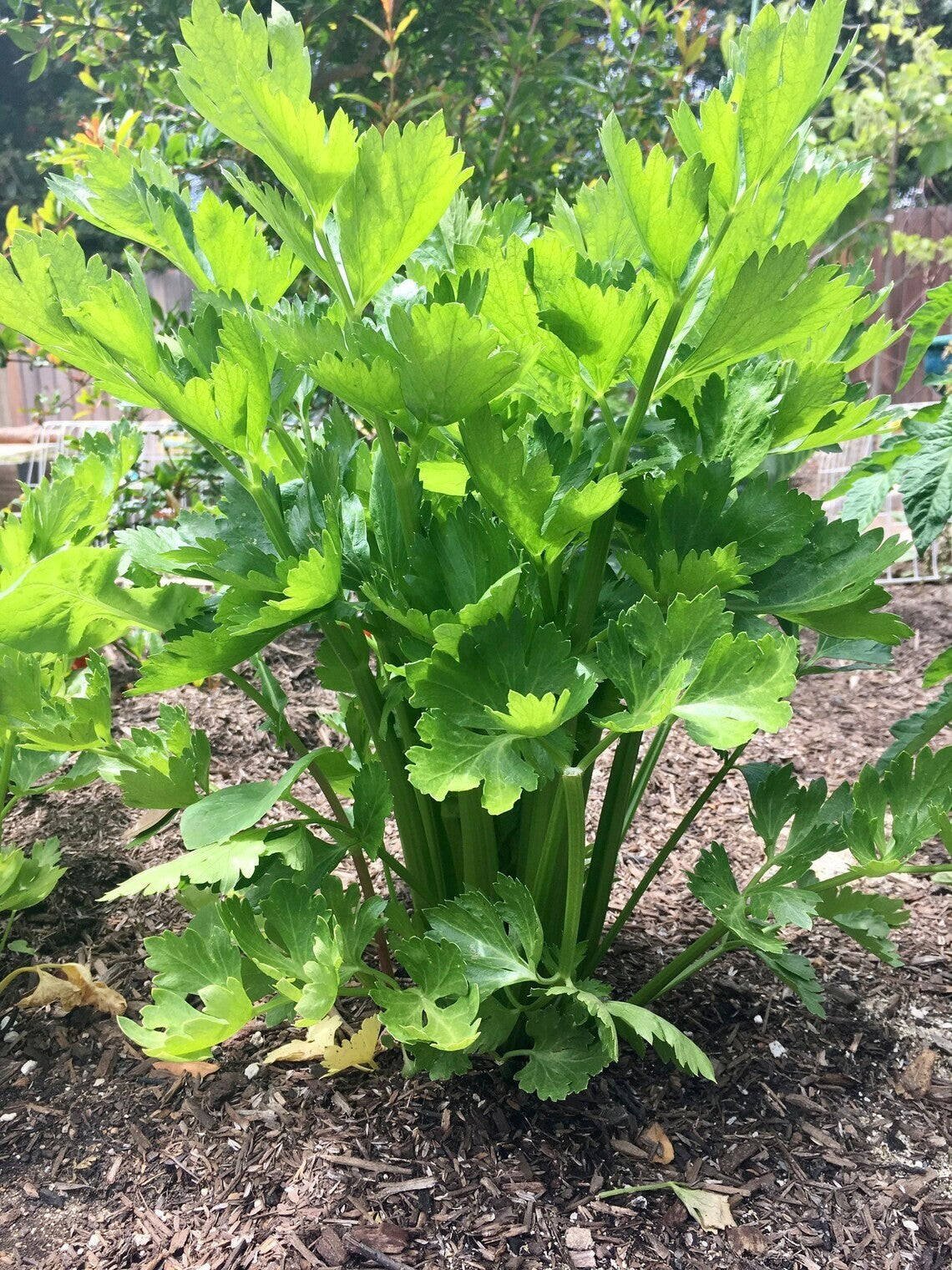 Tall Utah 52-70 Celery Seeds, NON-GMO, ORGANIC, HEIRLOOM - Free Shipping!