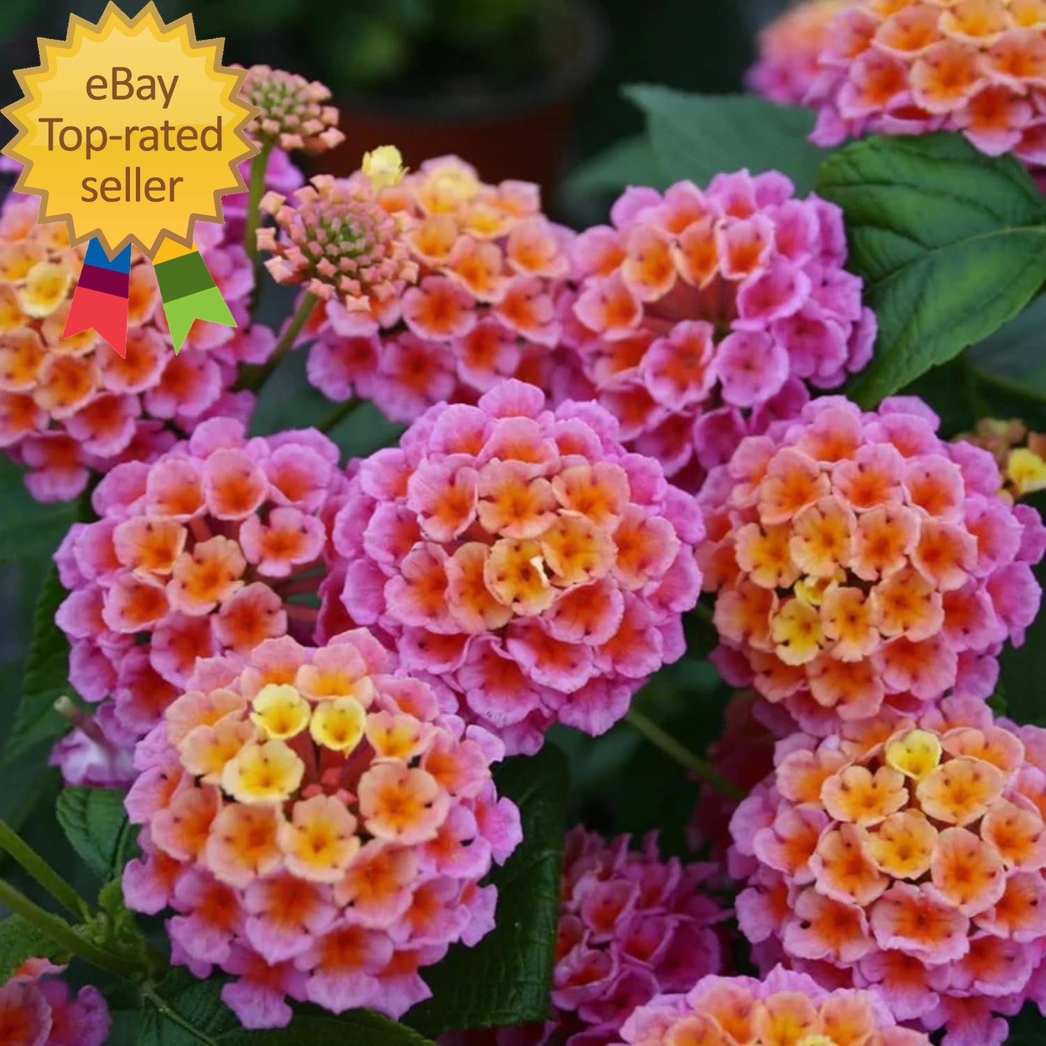 Lantana Flower Seeds for Planting - 300+ Mixed Color Flower Seeds to Plant Great