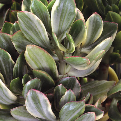 Variegated Jade Plant (Crassula ovata) | Lucky Money Succulent | Easy Care Indoor Plant | Live Succulent 2.5 Inch Pot