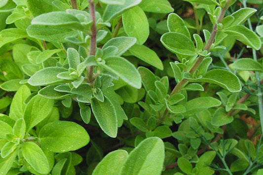 Sweet Marjoram Herb Seeds | Non-GMO | Fresh Culinary Herb Seeds | Origanum majorana