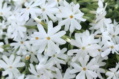 Snowflake Creeping Phlox Seeds - 100 White Ground Cover Seeds - USA Grown -  - Drought Tolerant - Butterfly Garden - Perennial