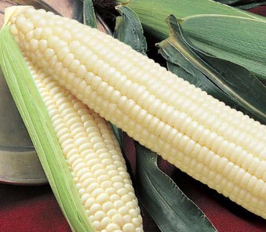 Silver Queen Corn Seed, USA Grown, Untreated Seed, NON GMO, 440-880 Seeds