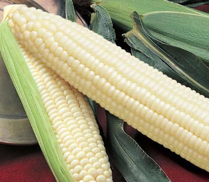 Silver Queen Corn Seed, USA Grown, Untreated Seed, NON GMO, 440-880 Seeds