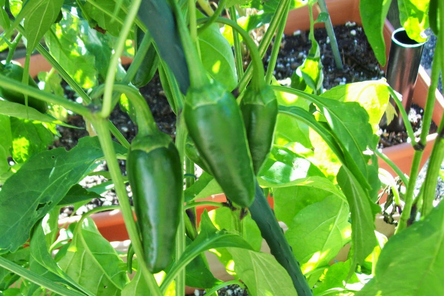Early Jalapeno Pepper Seeds | Non-Gmo | Fresh Garden Seeds