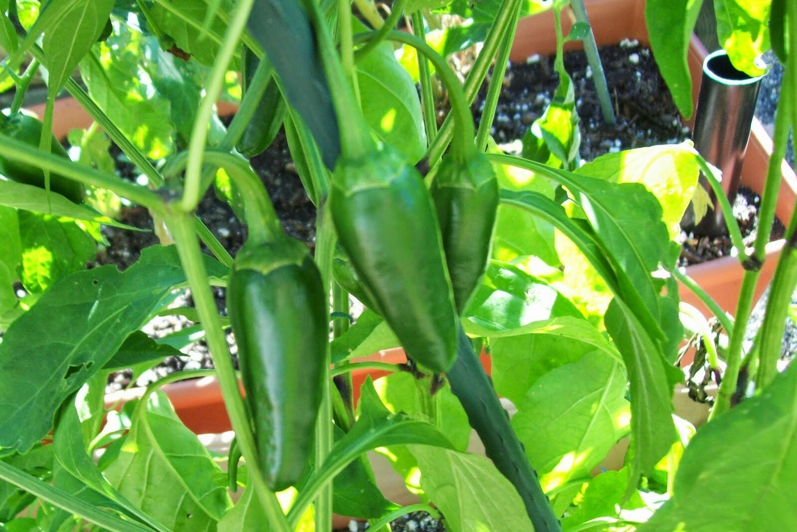 Early Jalapeno Pepper Seeds | Non-Gmo | Fresh Garden Seeds