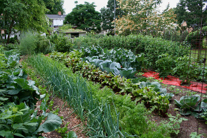 Survival/ Garden Heirloom Seed Cache 300,000+ Seeds, Non - GMO, "55 Varieties"