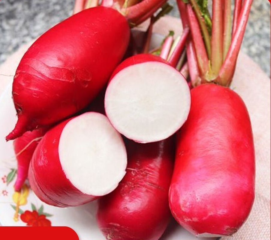 500+China Rose Radish Seeds Red Daikon Winter Radish Microgreens Sprout Seed USA