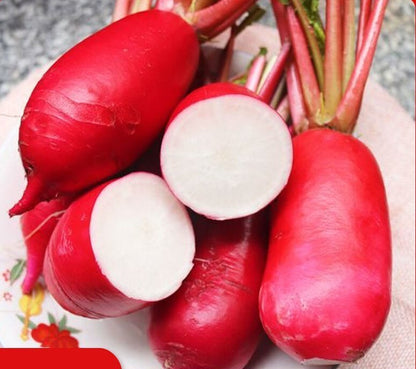 500+China Rose Radish Seeds Red Daikon Winter Radish Microgreens Sprout Seed USA