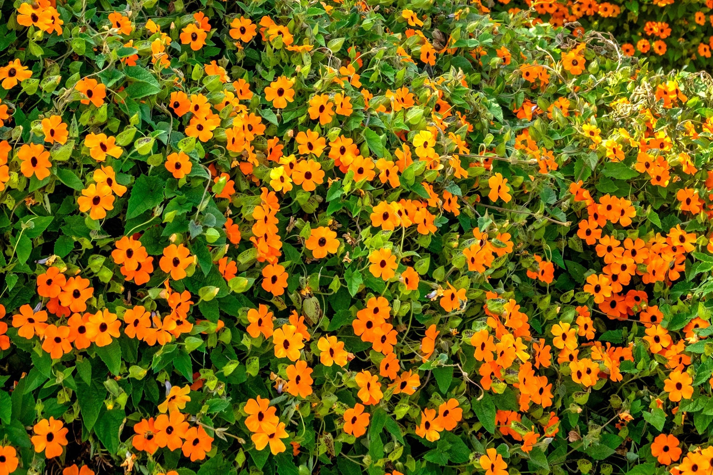 30 BLACK EYED SUSAN VINE Thunbergia Alata Flower Seeds *Flat S/H