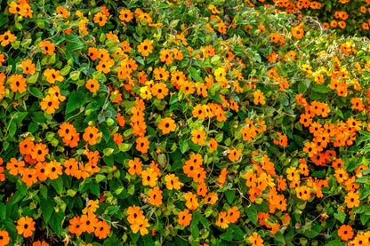30 BLACK EYED SUSAN VINE Thunbergia Alata Flower Seeds *Flat S/H