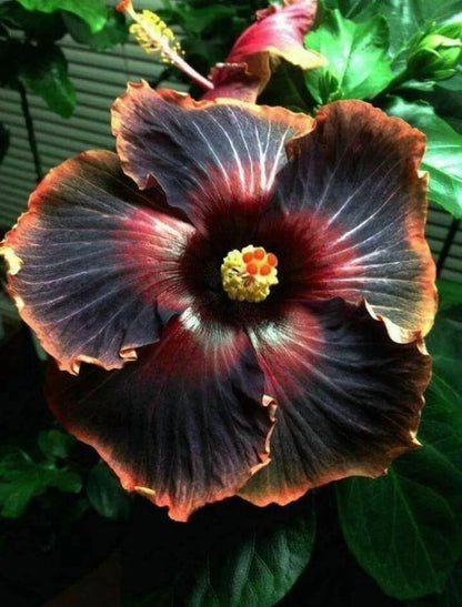 5 Rare Black Hibiscus Seeds for Planting - Rare Black Hibiscus Flower Plant Perennial Flowering Shrub Outdoor Indoor Garden