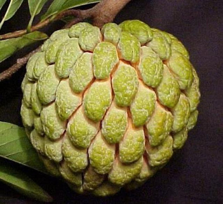 15 Organic Sugar Apple Seeds | Annona Squamosa Custard Apple | NON-GMO|