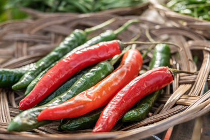 25 Organic KOREAN Dark GREEN PEPPER Lady Han Hot Chili Long Red Capsicum Seeds