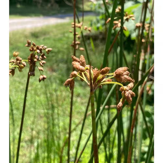 Givhandys 4 Inch Potted Bullrush Bog/Marginal Aquatic Pond Plant