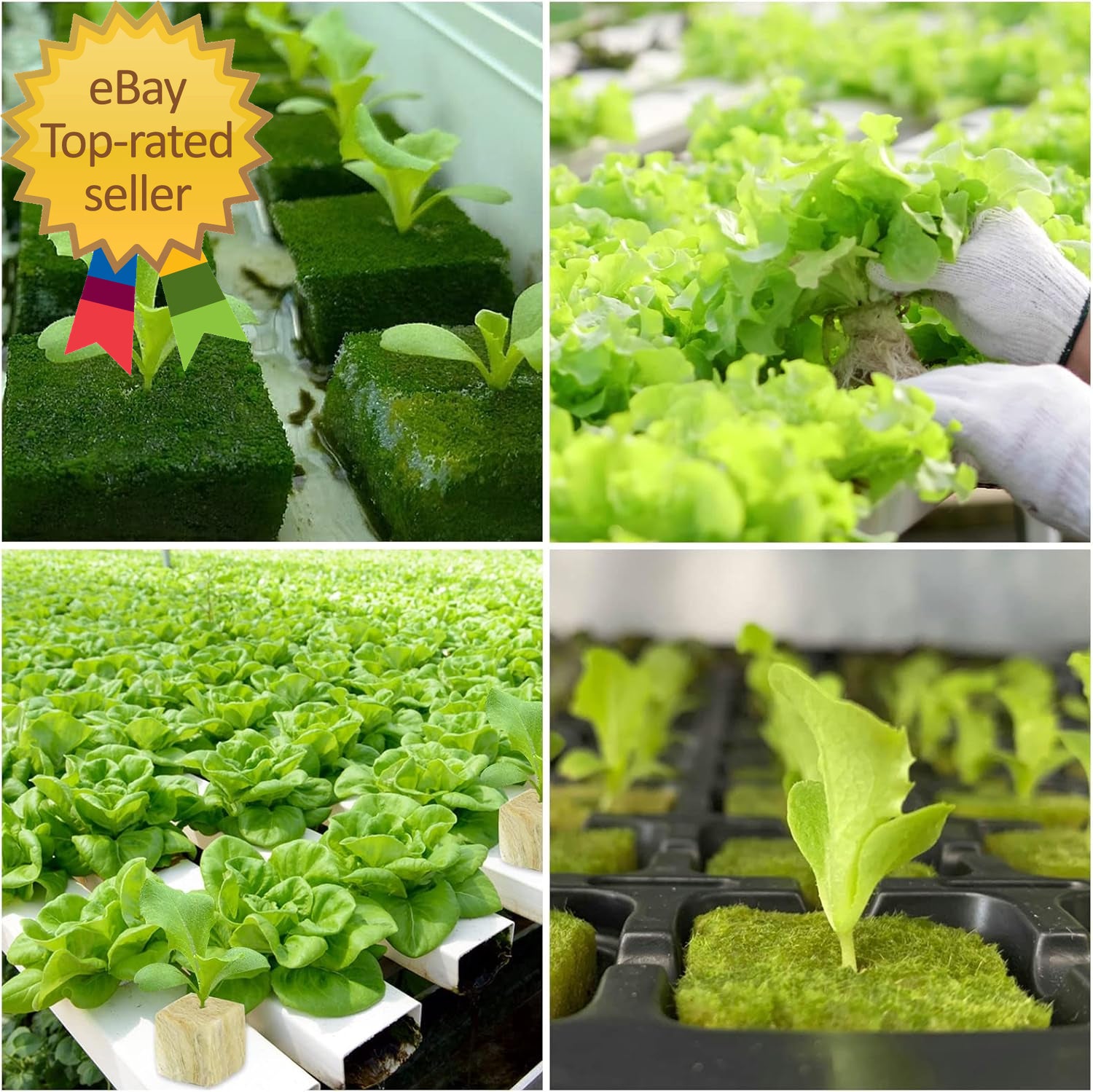 1 Inch Rockwool Cubes Seed Starter Plugs for Hydroponics Rockwool Planting