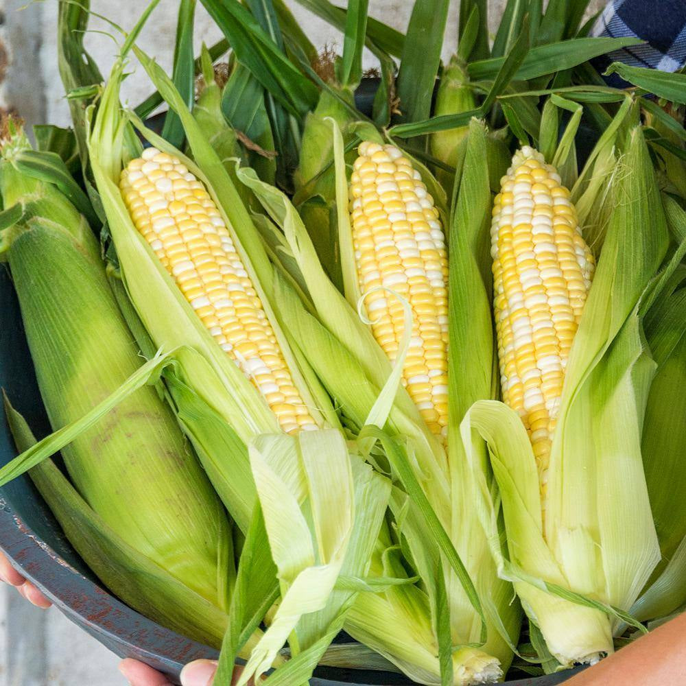 Sweet Corn Gotta Have It Hybrid (200 Seed Packet)