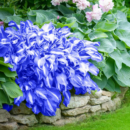 100Pcs Hosta Seeds Perennial Blue Hosta Seeds for Planting Outdoor Garden