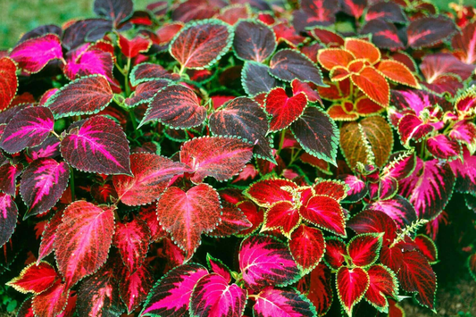 Coleus Flower Plant Seeds Rainbow Mix | Non-GMO Annual Perennial Garden Seeds | Colorful Foliage for Vibrant Gardens